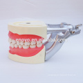 Soft Gum Dental Teaching Model for Teeth Preparing Training 13010